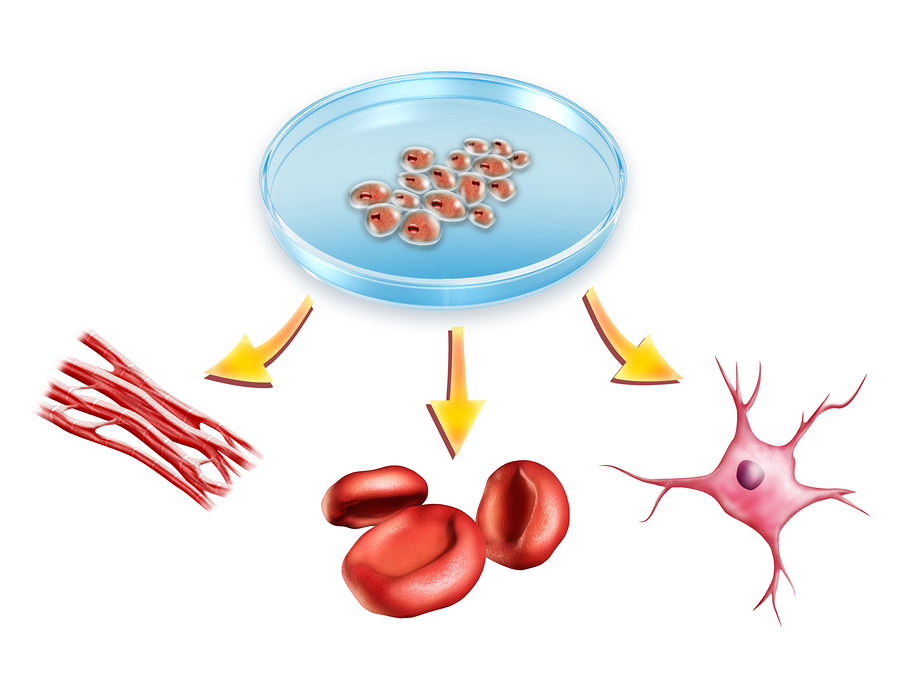 Stem cells can develop into many different cell types in the body.